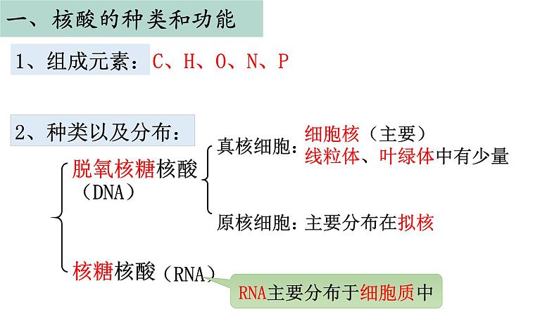 苏教版高中生物必修一1.3.2细胞中的蛋白质和核酸第2课时课件PPT第7页