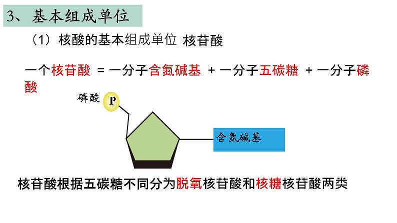 苏教版高中生物必修一1.3.2细胞中的蛋白质和核酸第2课时课件PPT第8页