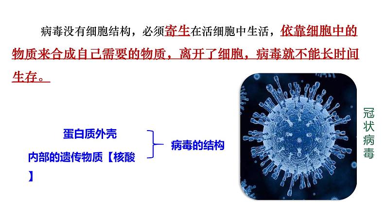 苏教版高中生物必修一 2.1—细胞学说—现代生物学的“基石”课件PPT07