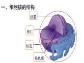 苏教版高中生物必修一2.2.3细胞核、细胞各部分结构分工合作课件PPT