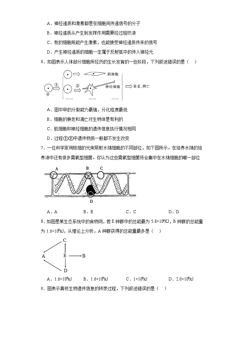 2023届江西省吉安市井冈山市宁冈中学高三一模生物试题（含解析）02