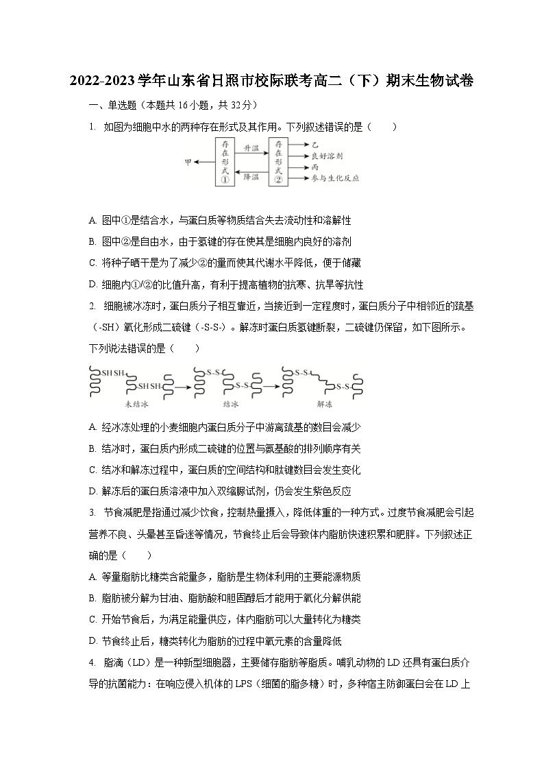2022-2023学年山东省日照市校际联考高二（下）期末生物试卷（含解析）01