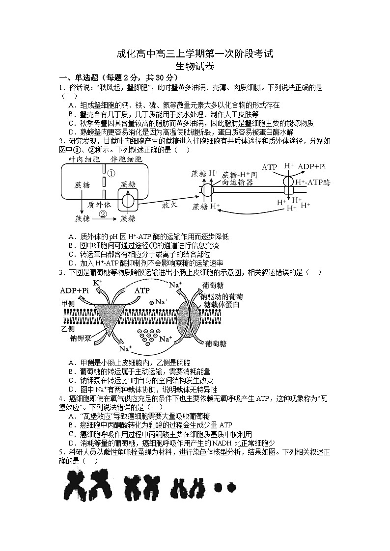 江苏省江阴市成化高级中学2023-2024学年高三上学期第一次阶段考试生物试卷01