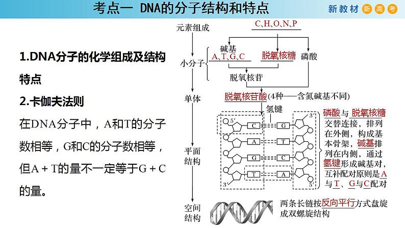 专题17 DNA结构和DNA复制-备战2023年高考生物一轮复习全考点精选课件（浙江新教材、新高考专用）第2页