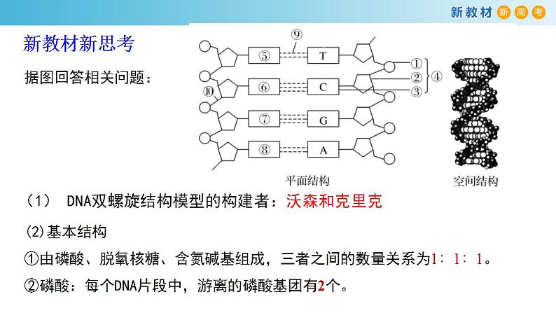 专题17 DNA结构和DNA复制-备战2023年高考生物一轮复习全考点精选课件（浙江新教材、新高考专用）第5页