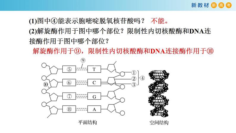 专题17 DNA结构和DNA复制-备战2023年高考生物一轮复习全考点精选课件（浙江新教材、新高考专用）第8页