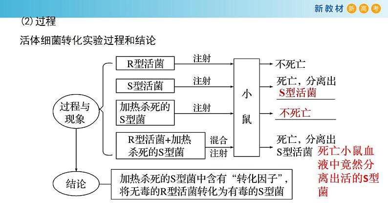 专题16 核酸是遗传物质-备战2023年高考生物一轮复习全考点精选课件（浙江新教材、新高考专用）第3页