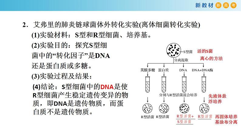 专题16 核酸是遗传物质-备战2023年高考生物一轮复习全考点精选课件（浙江新教材、新高考专用）第5页