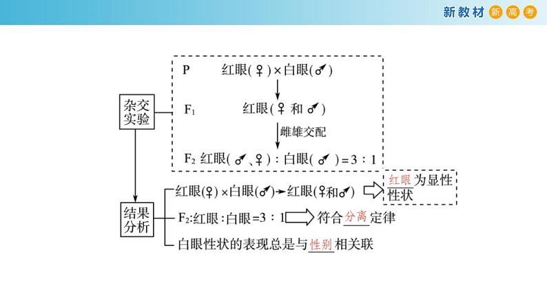 专题15 遗传的染色体学说、伴性遗传和人类遗传病-备战2023年高考生物一轮复习全考点精选课件（浙江专用）第7页