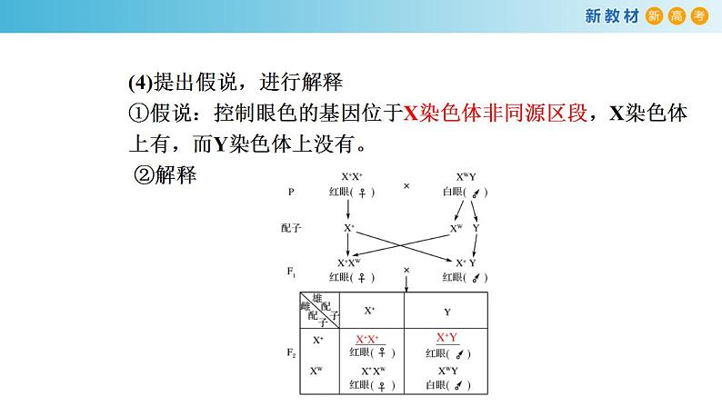 专题15 遗传的染色体学说、伴性遗传和人类遗传病-备战2023年高考生物一轮复习全考点精选课件（浙江专用）第8页