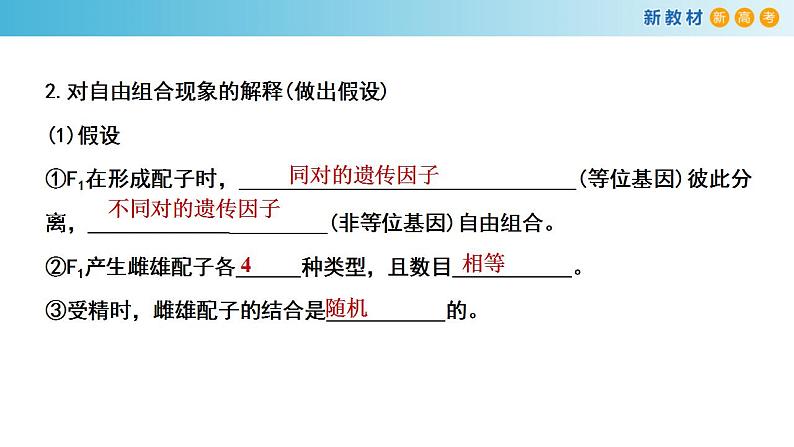 专题14 基因的自由组合定律-备战2023年高考生物一轮复习全考点精选课件（浙江新教材、新高考专用）第4页