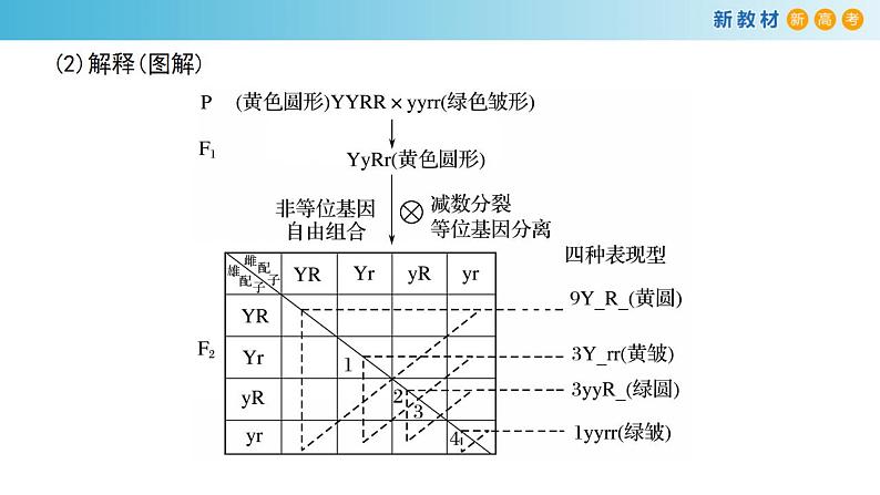 专题14 基因的自由组合定律-备战2023年高考生物一轮复习全考点精选课件（浙江新教材、新高考专用）第5页