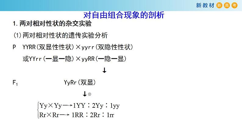 专题14 基因的自由组合定律-备战2023年高考生物一轮复习全考点精选课件（浙江新教材、新高考专用）第6页