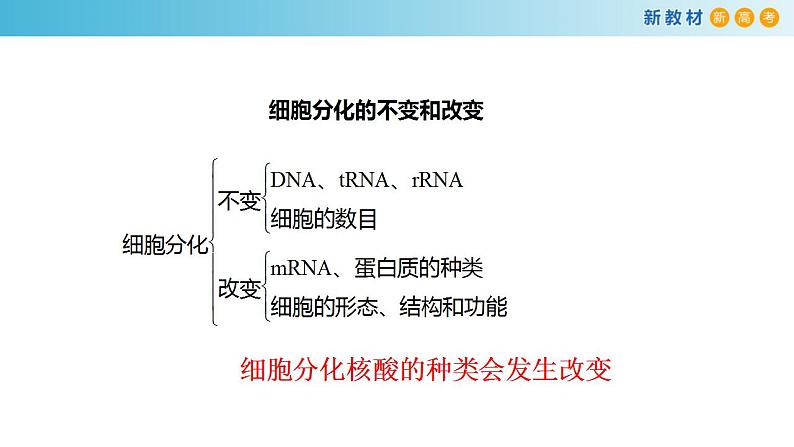 专题12 细胞的分化、癌变、衰老和凋亡-备战2023年高考生物一轮复习全考点精选课件（浙江新教材、新高考专用）第5页