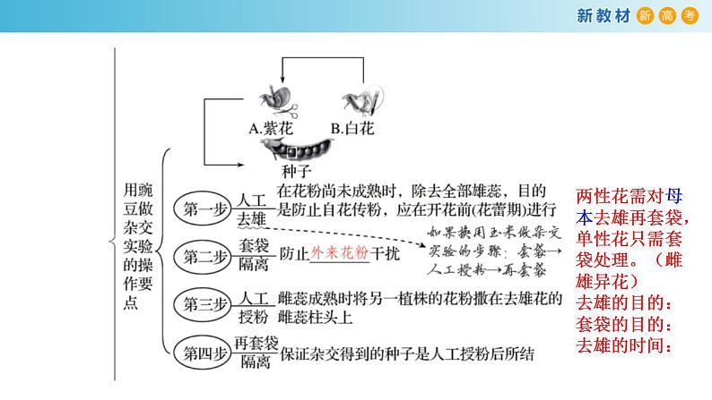 专题13 基因的分离定律-备战2023年高考生物一轮复习全考点精选课件（浙江新教材、新高考专用）第3页