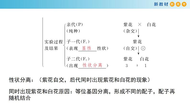 专题13 基因的分离定律-备战2023年高考生物一轮复习全考点精选课件（浙江新教材、新高考专用）第4页