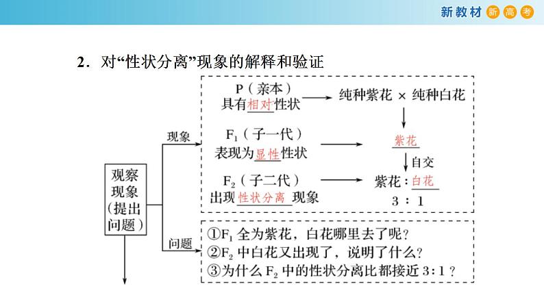 专题13 基因的分离定律-备战2023年高考生物一轮复习全考点精选课件（浙江新教材、新高考专用）第6页