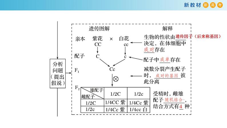 专题13 基因的分离定律-备战2023年高考生物一轮复习全考点精选课件（浙江新教材、新高考专用）第7页