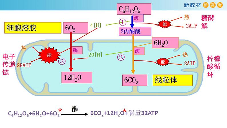 专题8 细胞呼吸-备战2023年高考生物一轮复习全考点精选课件（浙江新教材、新高考专用）第4页