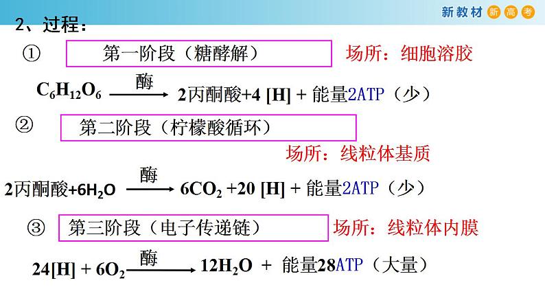 专题8 细胞呼吸-备战2023年高考生物一轮复习全考点精选课件（浙江新教材、新高考专用）第5页