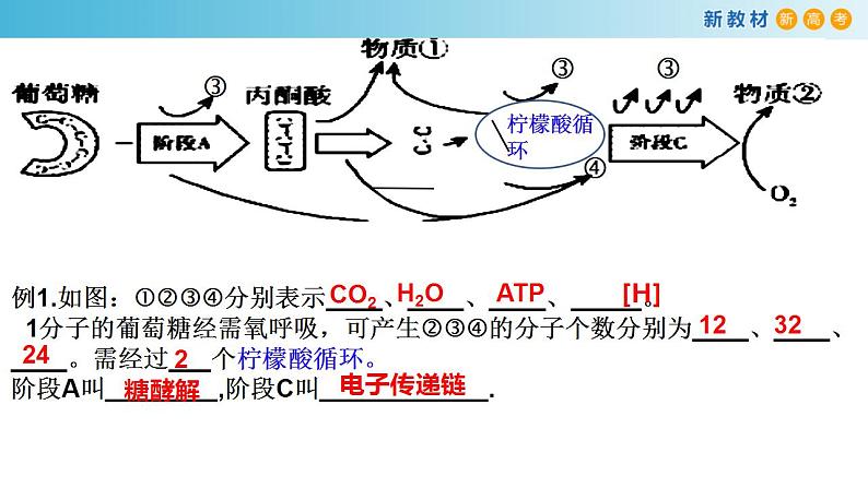 专题8 细胞呼吸-备战2023年高考生物一轮复习全考点精选课件（浙江新教材、新高考专用）第6页