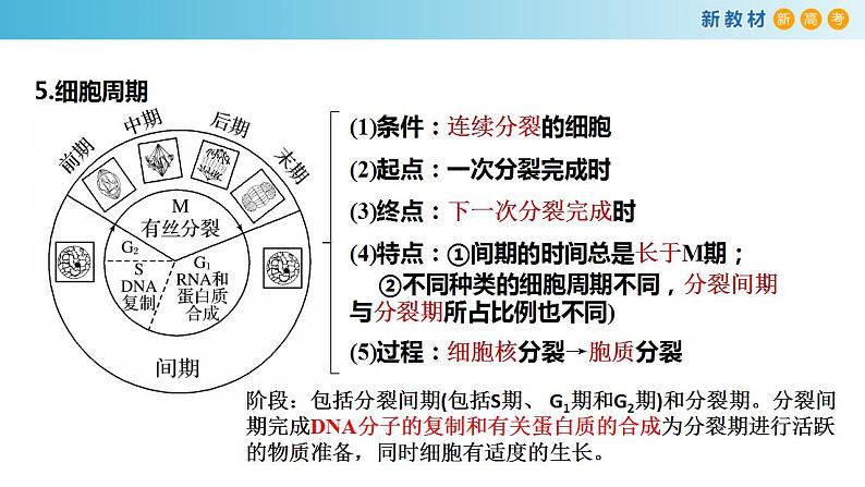 专题10 细胞通过分裂增殖-备战2023年高考生物一轮复习全考点精选课件（浙江新教材、新高考专用）第4页