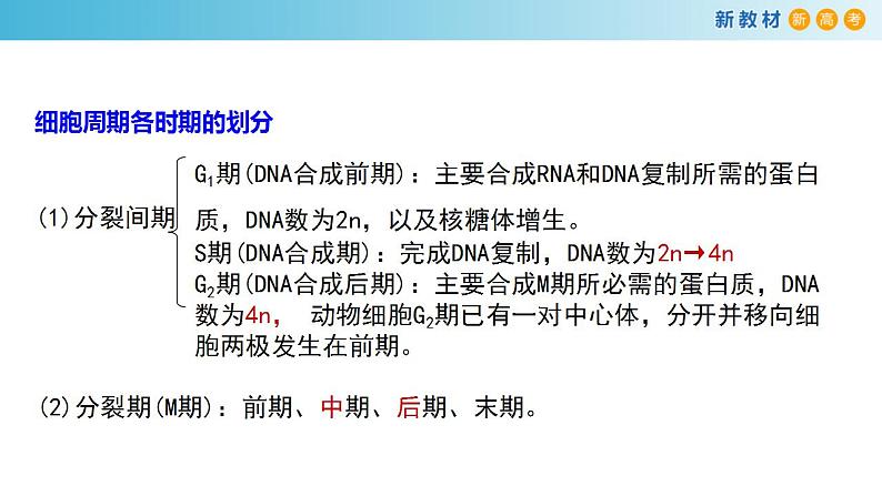 专题10 细胞通过分裂增殖-备战2023年高考生物一轮复习全考点精选课件（浙江新教材、新高考专用）第6页