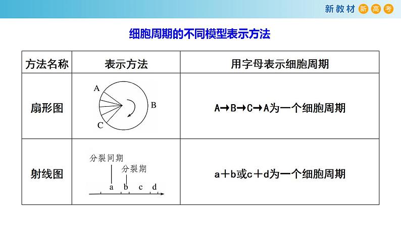 专题10 细胞通过分裂增殖-备战2023年高考生物一轮复习全考点精选课件（浙江新教材、新高考专用）第7页