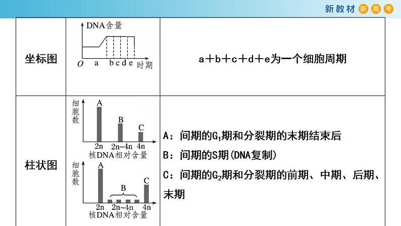 专题10 细胞通过分裂增殖-备战2023年高考生物一轮复习全考点精选课件（浙江新教材、新高考专用）第8页