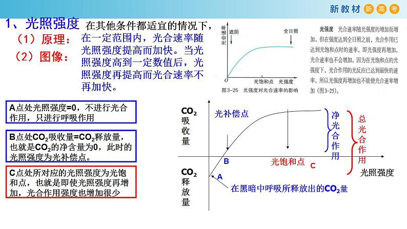 专题9 光合作用2-备战2023年高考生物一轮复习全考点精选课件（浙江新教材、新高考专用）第7页