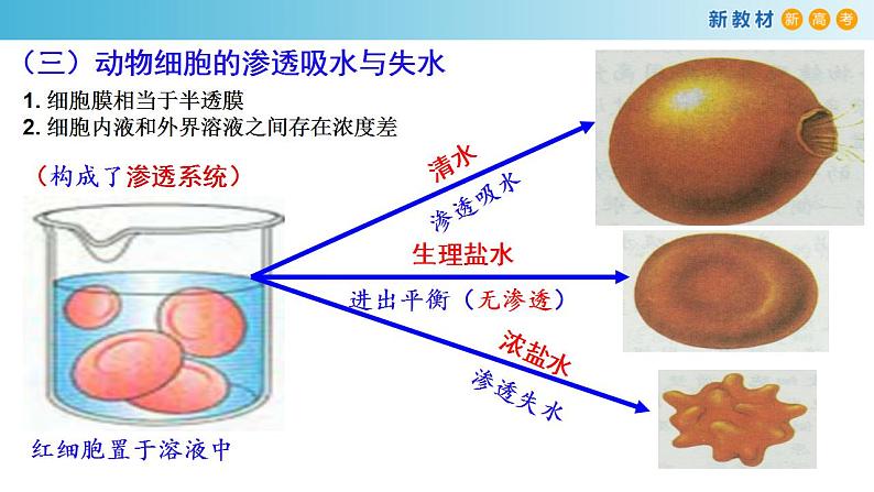 专题7 物质运输-备战2023年高考生物一轮复习全考点精选课件（浙江新教材、新高考专用）第7页