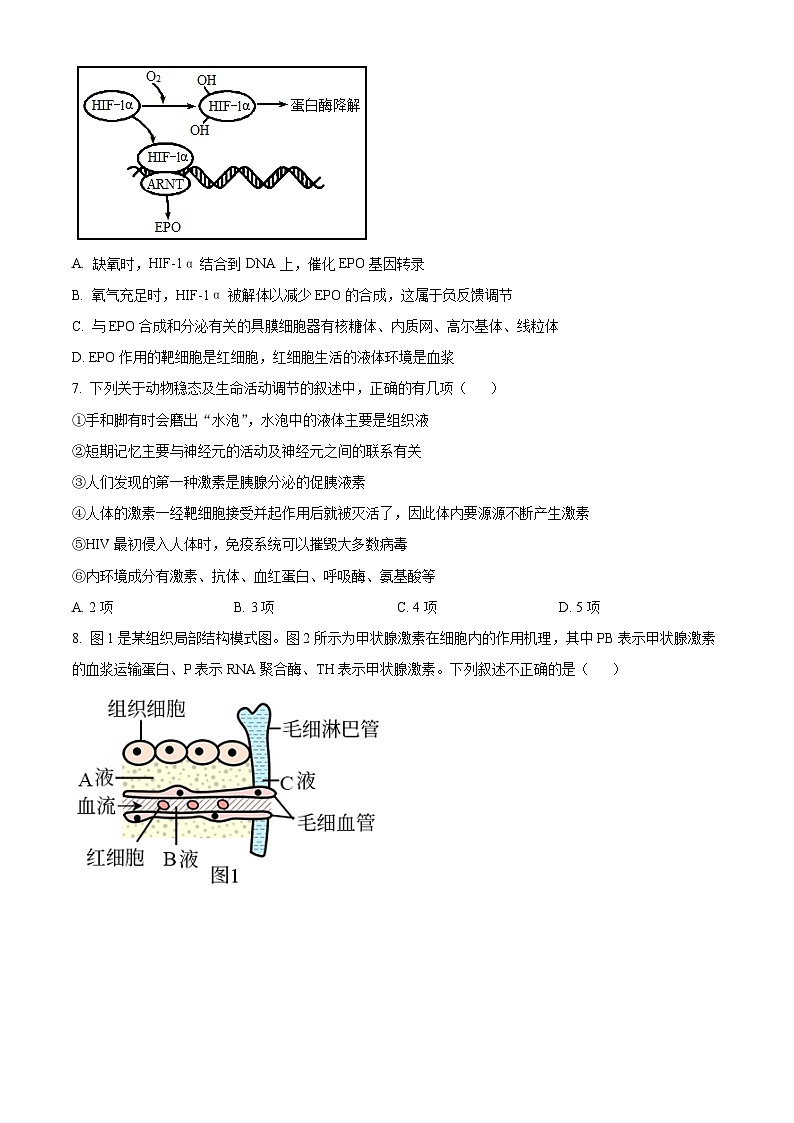 2023枣庄三中高二上学期期中生物试题含解析03