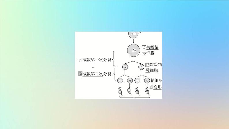 2023新教材高中生物第二章染色体与遗传第一节染色体通过配子传递给子代第二课时精子与卵细胞的产生和受精作用课件浙科版必修206