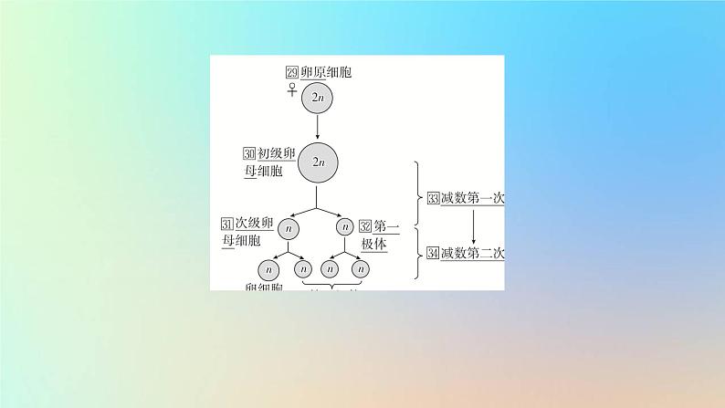 2023新教材高中生物第二章染色体与遗传第一节染色体通过配子传递给子代第二课时精子与卵细胞的产生和受精作用课件浙科版必修208