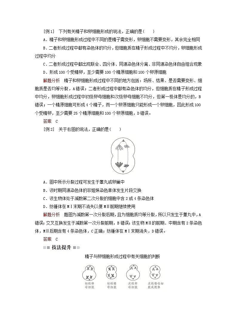 2023新教材高中生物第二章染色体与遗传第一节染色体通过配子传递给子代第二课时精子与卵细胞的产生和受精作用学案浙科版必修2第3页