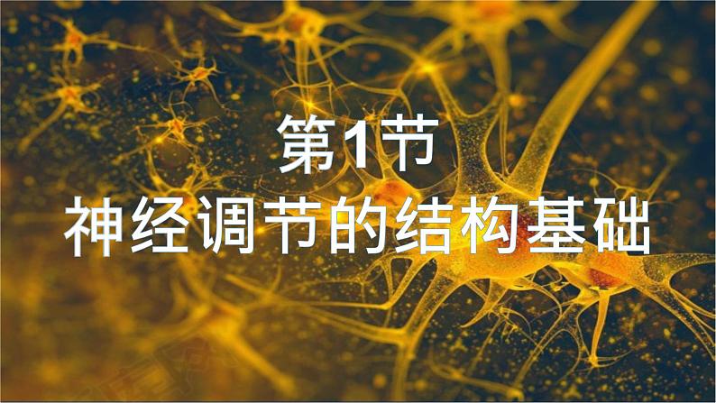 2.1 神经调节的结构基础 课件高中生物选择性必修一01