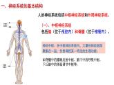 2.1 神经调节的结构基础 课件高中生物选择性必修一