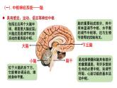 2.1 神经调节的结构基础 课件高中生物选择性必修一