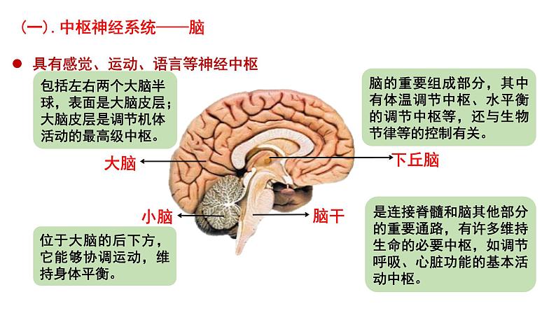 2.1 神经调节的结构基础 课件高中生物选择性必修一05