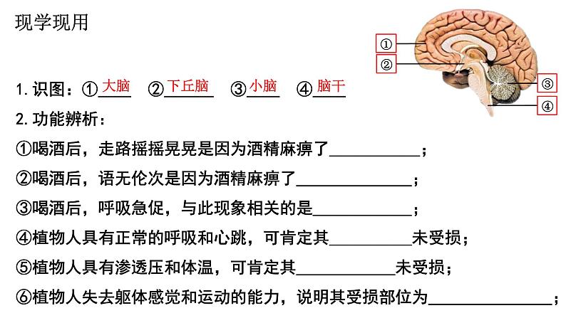 2.1 神经调节的结构基础 课件高中生物选择性必修一06