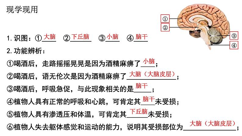 2.1 神经调节的结构基础 课件高中生物选择性必修一07