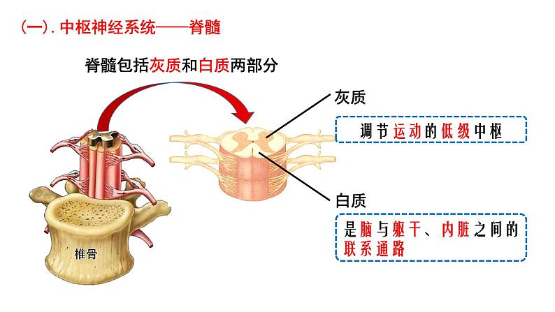 2.1 神经调节的结构基础 课件高中生物选择性必修一08