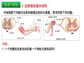 2.2 神经调节的基本方式 课件高中生物选择性必修一