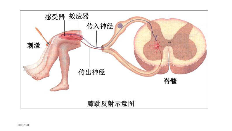 2.2 神经调节的基本方式 课件高中生物选择性必修一第6页