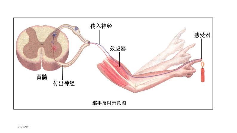 2.2 神经调节的基本方式 课件高中生物选择性必修一第7页