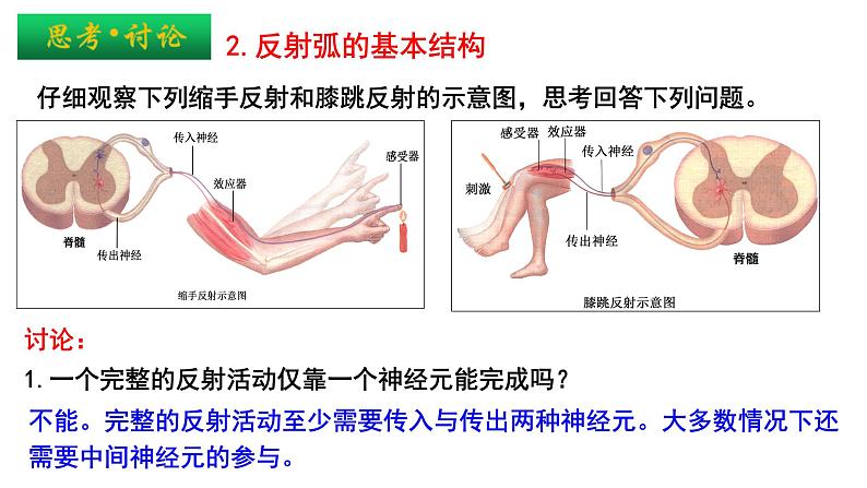 2.2 神经调节的基本方式 课件高中生物选择性必修一第8页