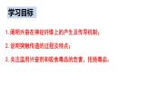 2.3 神经冲动的产生和传导 课件高中生物选择性必修一