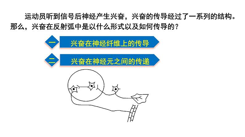 2.3 神经冲动的产生和传导 课件高中生物选择性必修一第4页