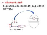 2.3 神经冲动的产生和传导 课件高中生物选择性必修一