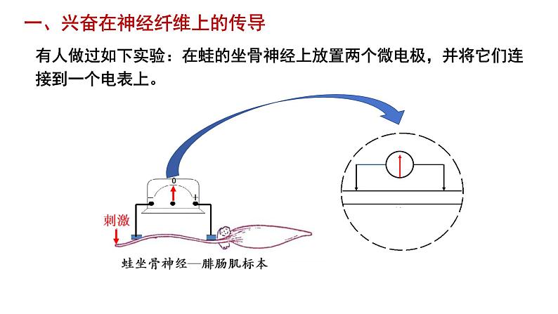 2.3 神经冲动的产生和传导 课件高中生物选择性必修一第5页